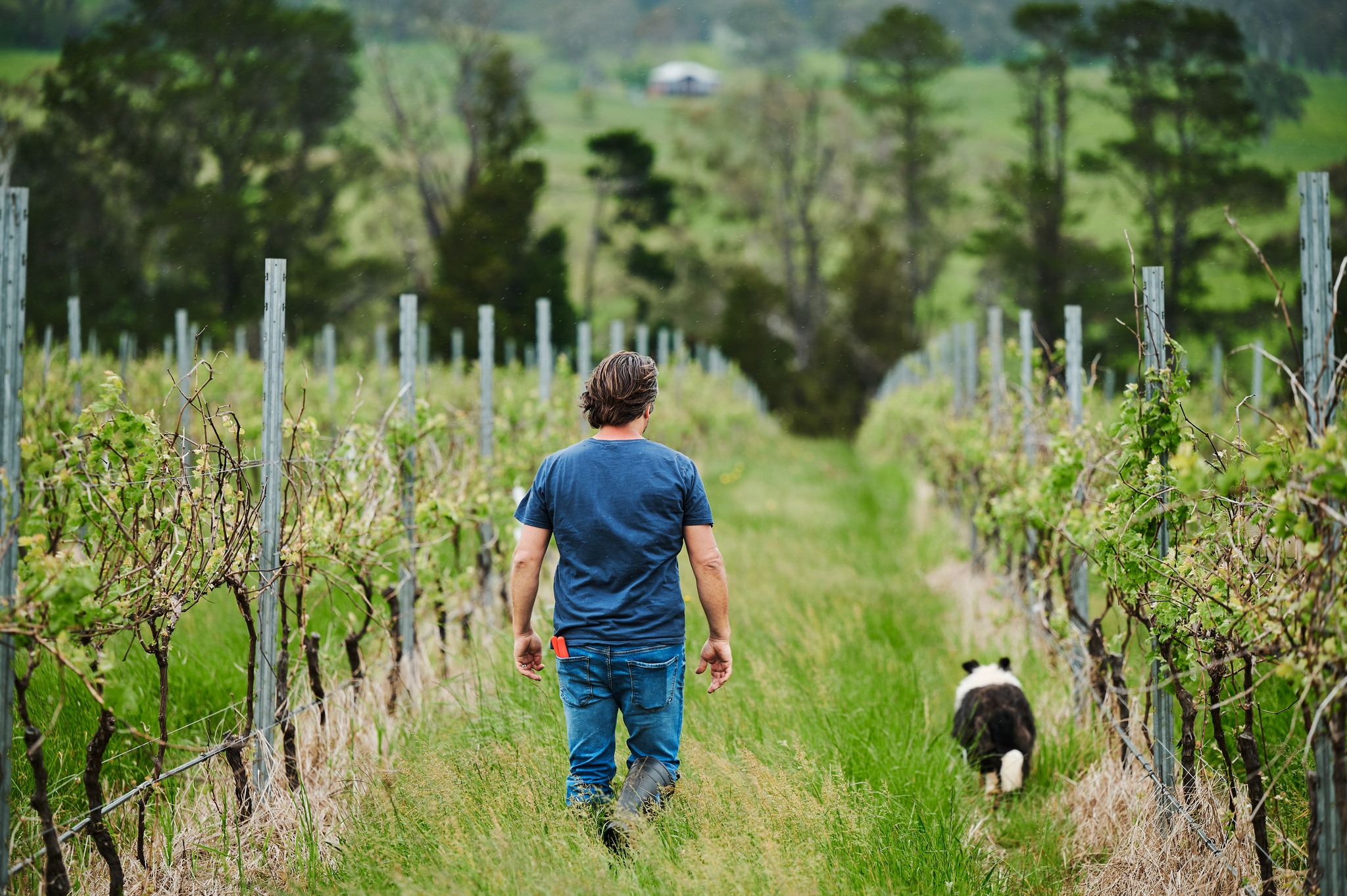 Tractorless Vineyard
