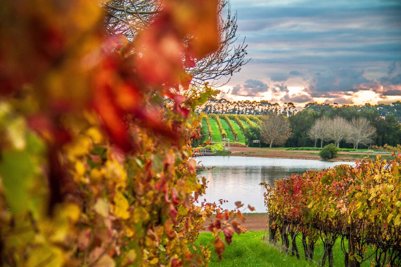 Robert Oatley Vineyards